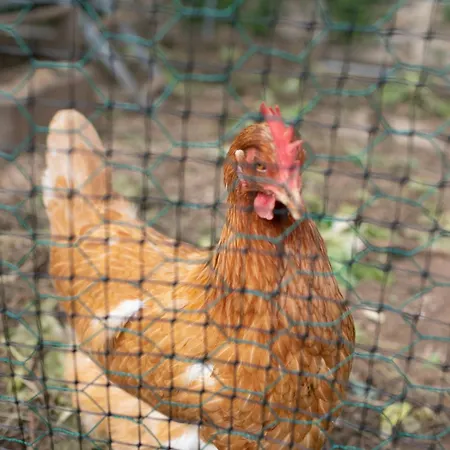 Appartement La Casa Tra Gli Ulivi